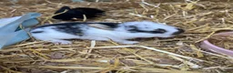 Mini Lop rabbits for sale: Mini lop kits for sale  - Advert 4