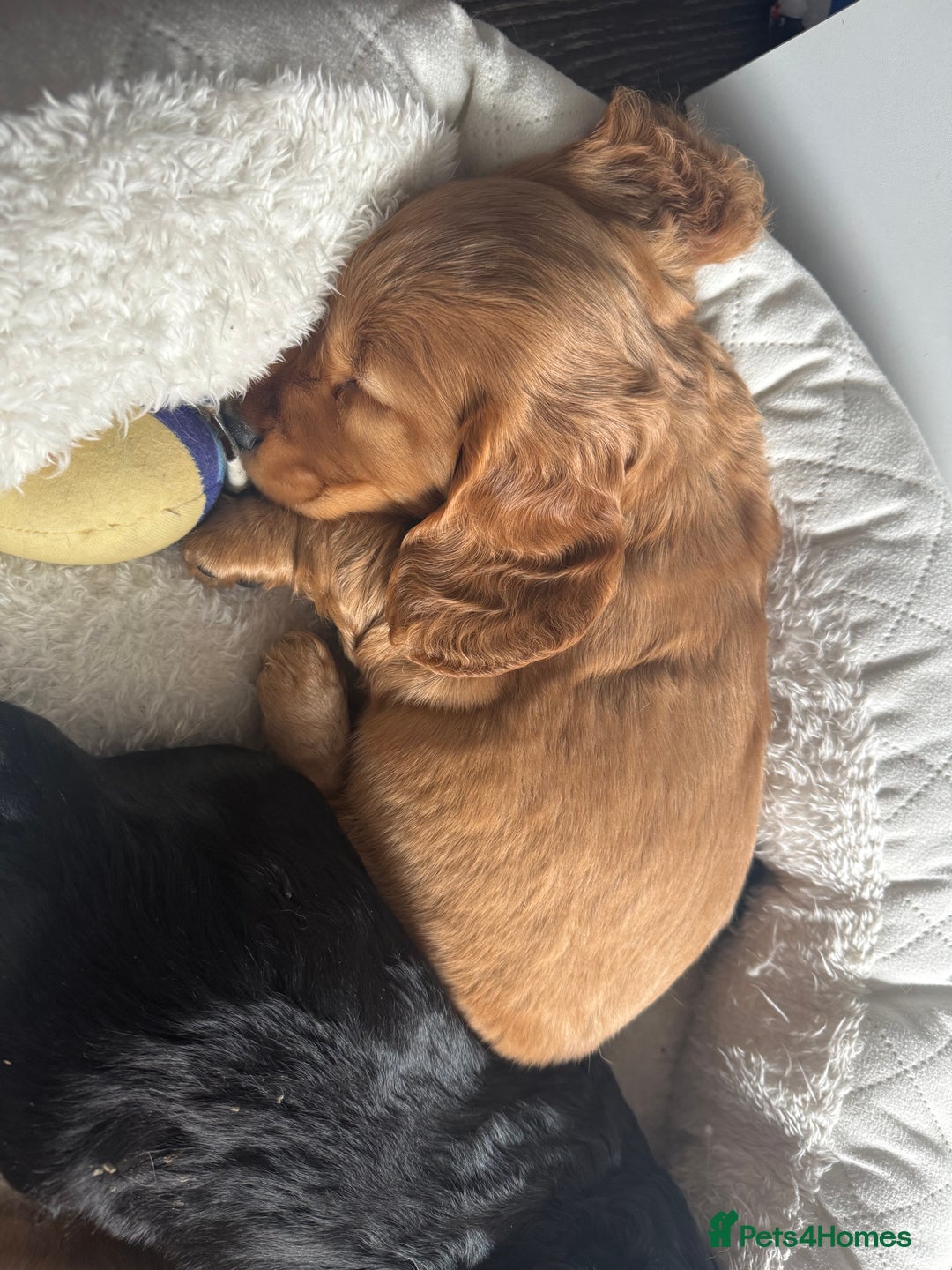 Mixed Breed dogs for sale: Show Cocker X Miniature dachshund Puppies - Image 1