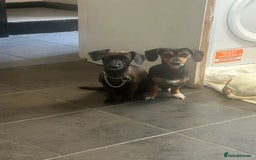 Mixed Breed dogs for sale: Lola and coco jack Russell/ dachshund poodle mix  - Image 1
