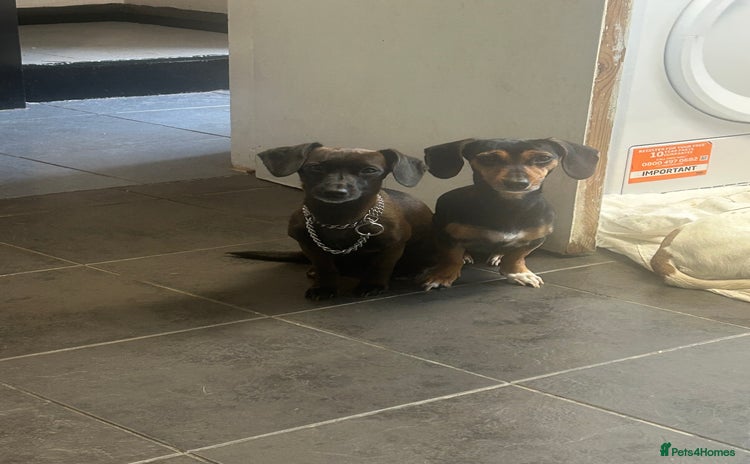 Mixed Breed dogs - Advert 1