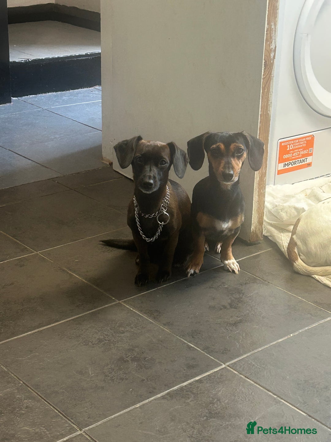 Mixed Breed dogs for sale: Lola and coco jack Russell/ dachshund poodle mix  - Image 1