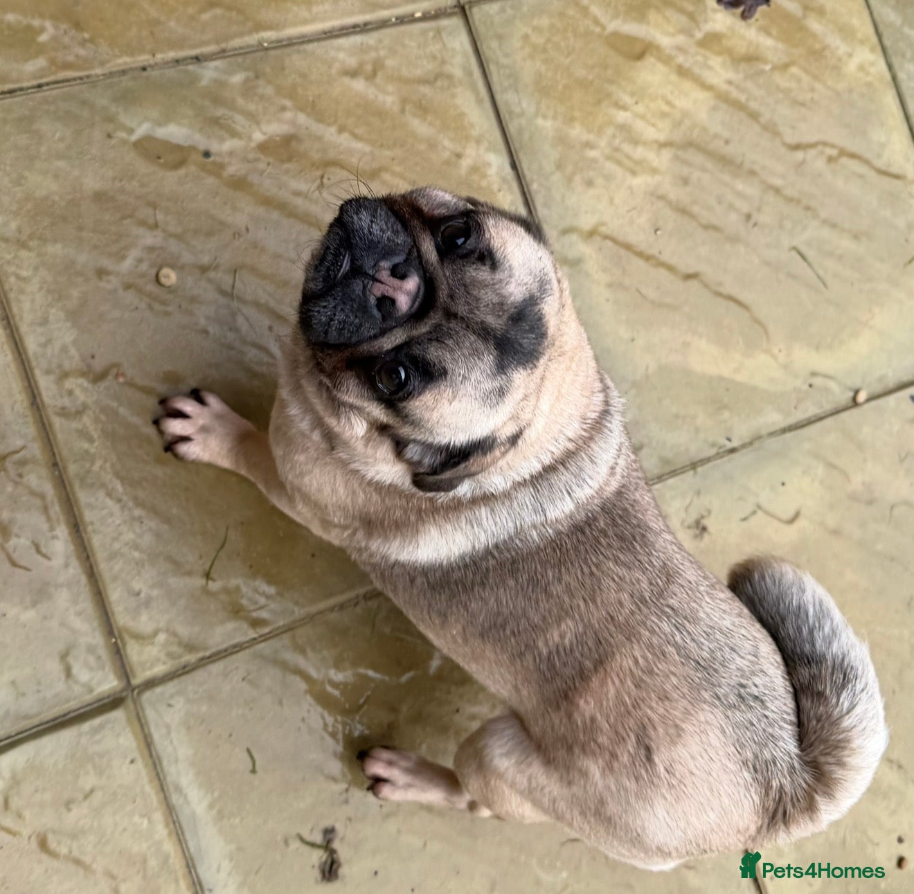 Pug dogs Pug girl - Advert 2