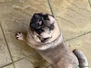 Pug dogs Pug girl - Advert 2