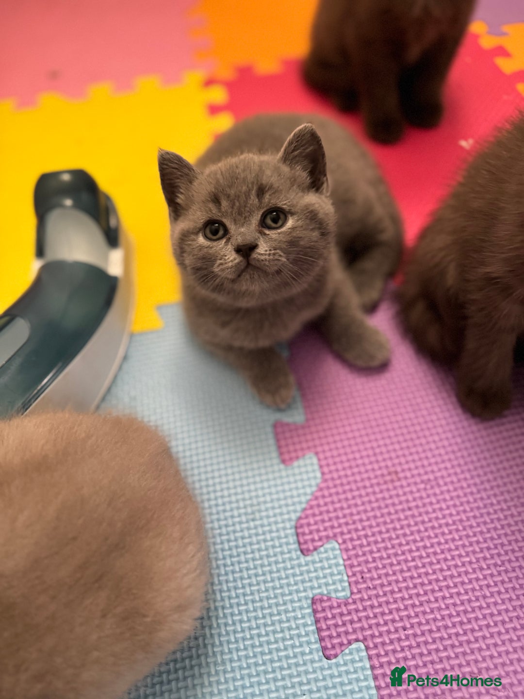 British Shorthair cats for sale: 🇬🇧BSH LILAC & BLUE BOYS 👀4🏠 🥰 GCCF REG  - Image 4