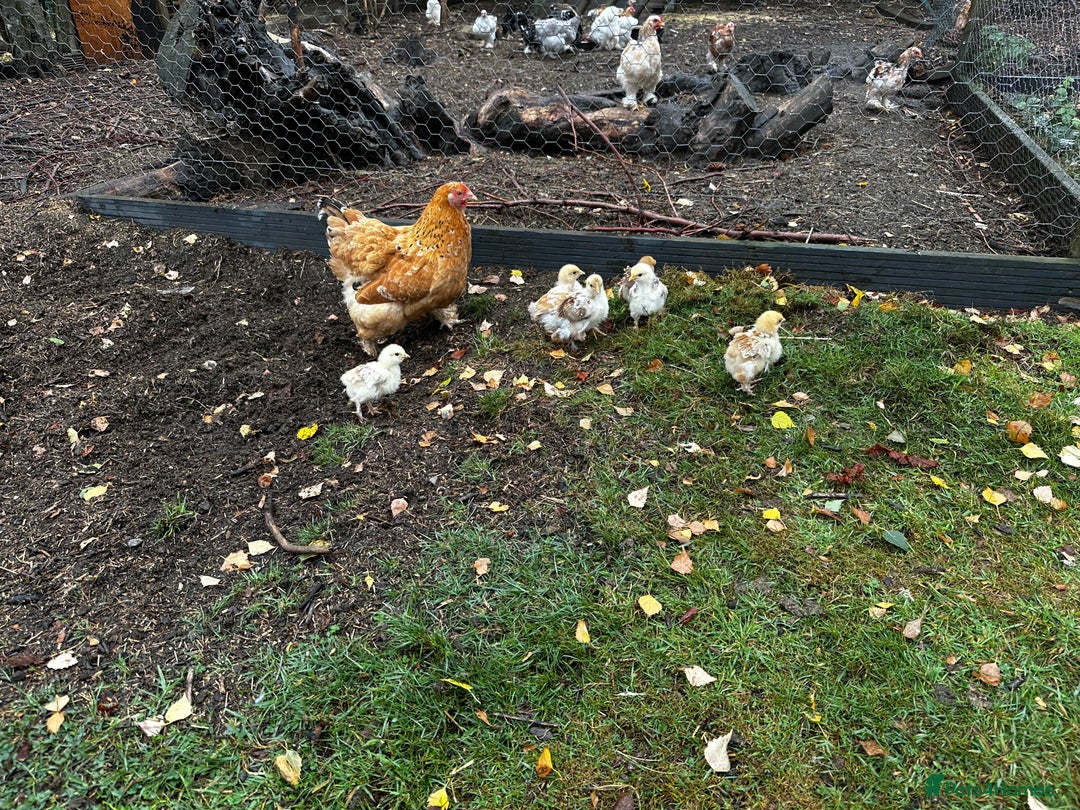 Chickens poultry for sale: Hybrid pekin bantam hen WITH 6 unsexed chicks  - Image 2