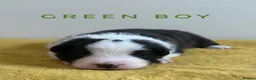 Border Collie dogs for sale: Fully Health Tested, KC registered puppies due - Advert 7