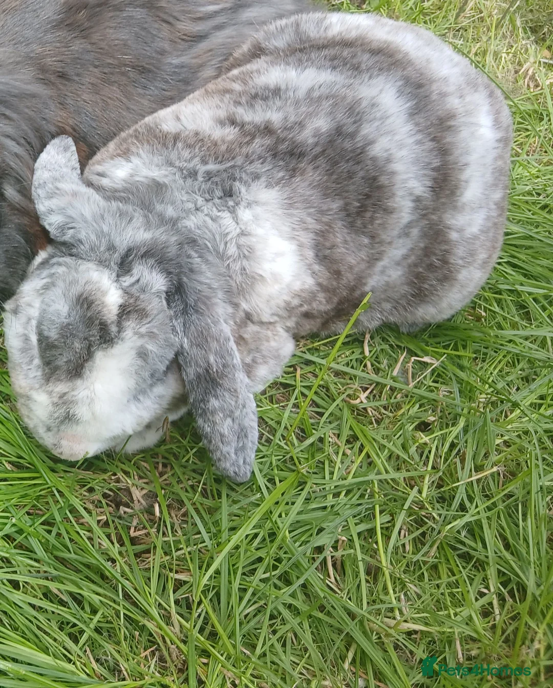 Mixed Breed rabbits for sale: Plush lop xmix breed  in Mansfield - Advert 2