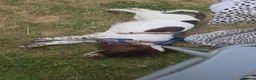 English Springer Spaniel dogs for sale: 16 week old springer spaniel puppy  in Eastbourne - Advert 5