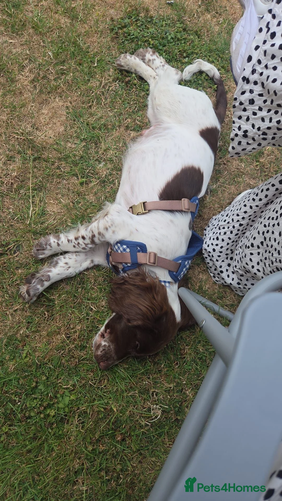 English Springer Spaniel dogs for sale: 16 week old springer spaniel puppy  in Eastbourne - Advert 5