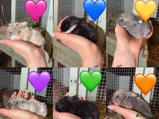 Mini Lop rabbits Beautiful colour mini lop rabbits - Advert 1