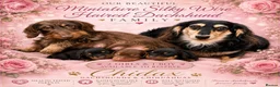 Miniature Dachshund dogs for sale: Stunning Miniature Silky Wire Haired Dachshunds  in Torquay - Advert 9