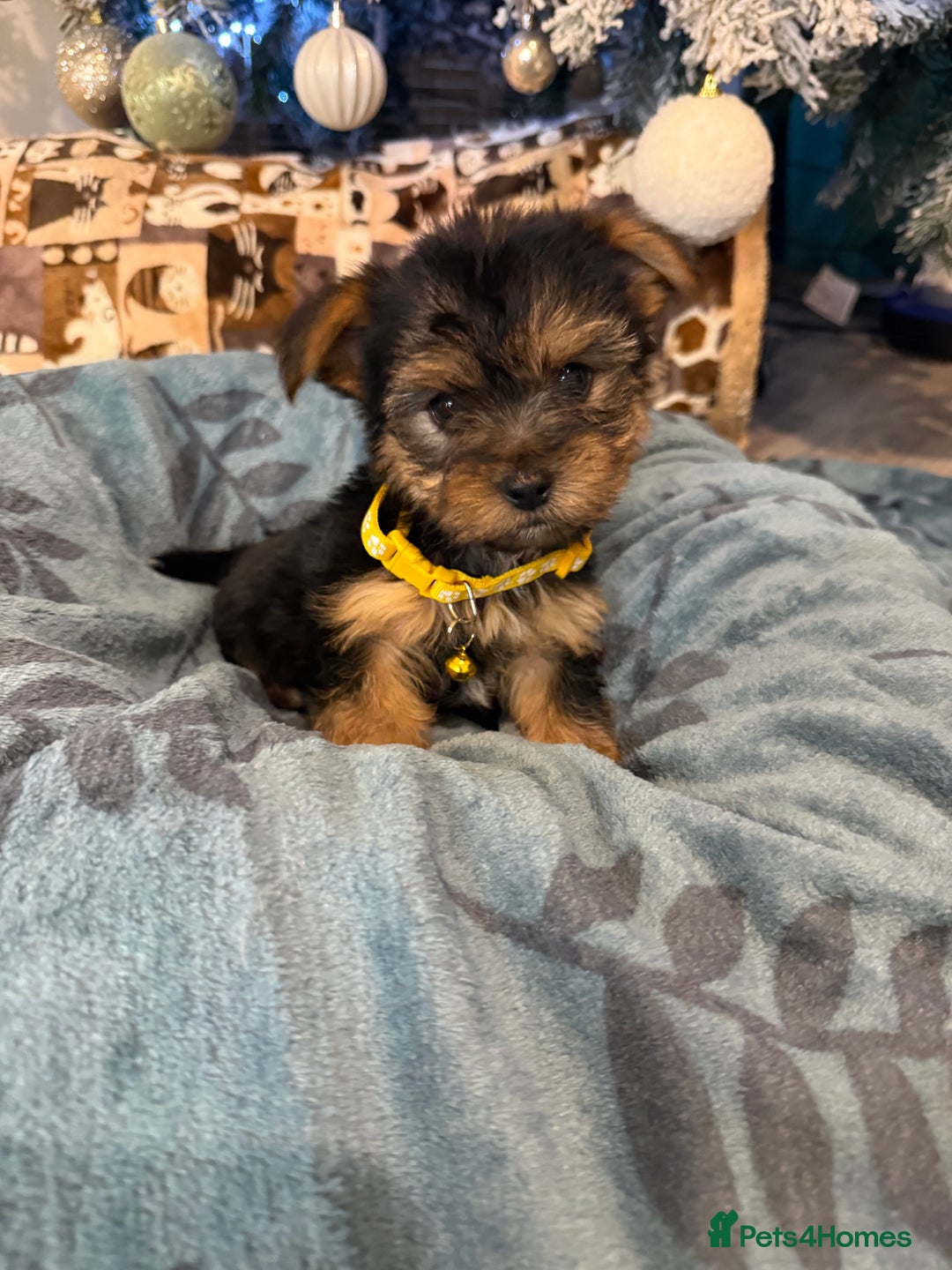 Yorkshire Terrier dogs for sale: Mini Yorkshire Terrier  - Advert 12