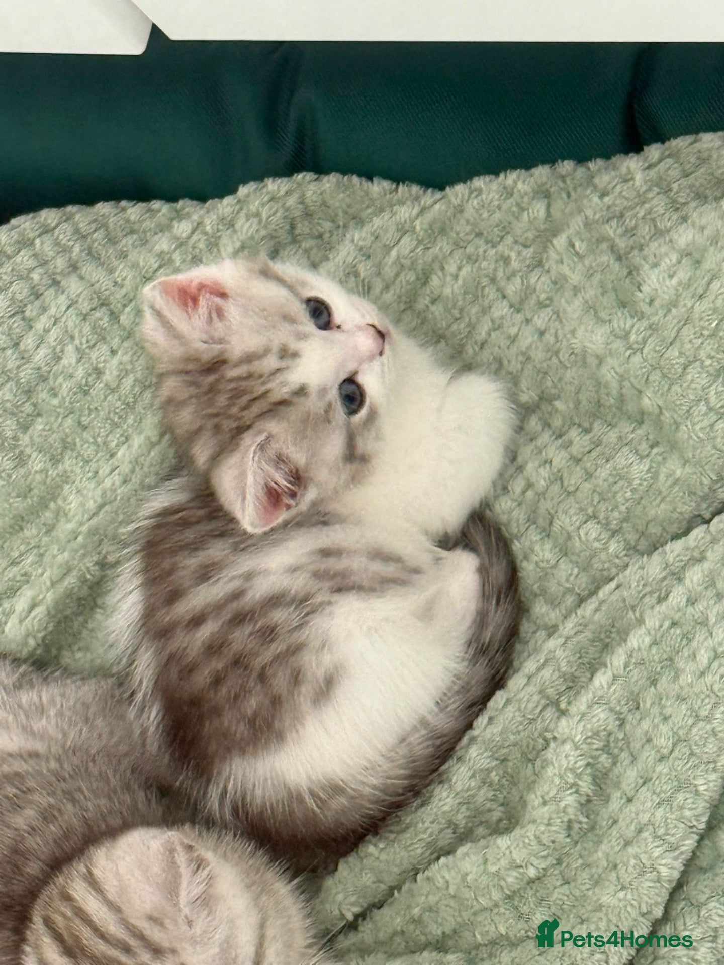 British Shorthair cats ✨ **A Truly Special Tiny Munchkin Boy** ✨ - Advert 1