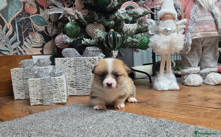 Welsh Corgi Pembroke dogs Stunning KC Registered Babies Available.  - Advert 2