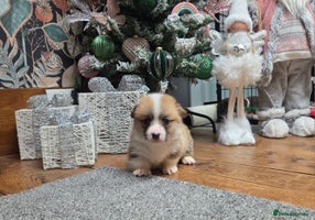 Welsh Corgi Pembroke dogs Stunning KC Registered Babies Available. - Advert 4