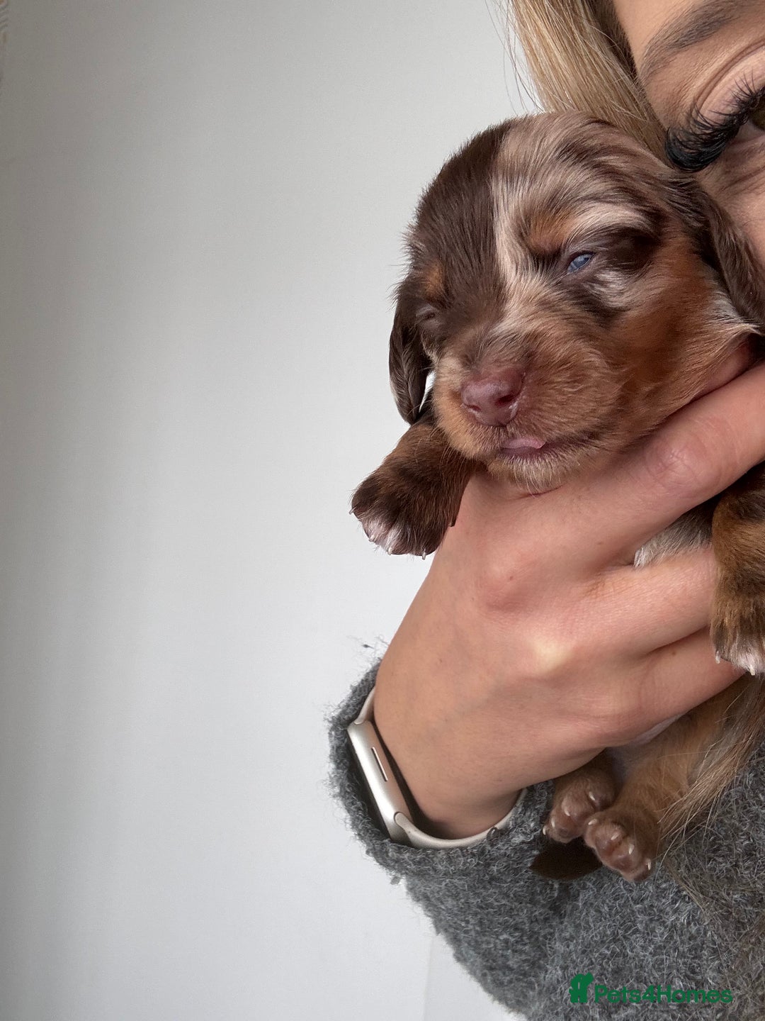 Miniature Dachshund dogs for sale: 🐾Beautiful KC Reg Miniature Dachshunds looking 🐾 - Image 9