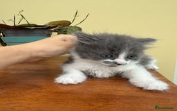 Maine Coon cats for sale: Maine coon xxx - Image 7