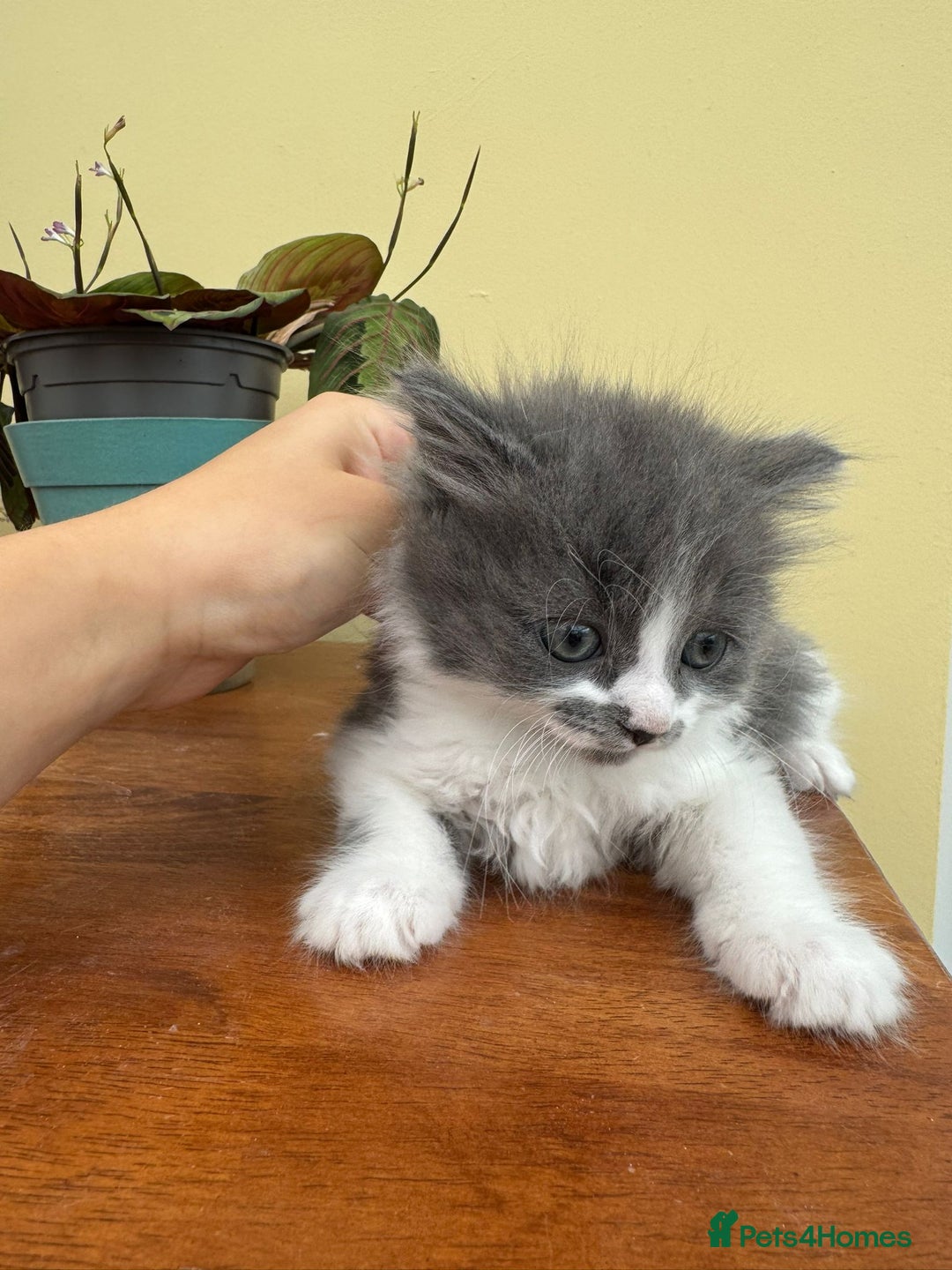 Maine Coon cats for sale: Maine coon xxx - Image 7