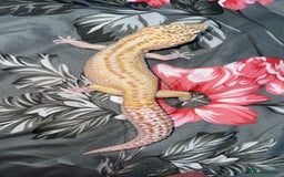 Gecko reptiles for sale: Breeding Adults Leopards and African Fat Tails  - Image 8
