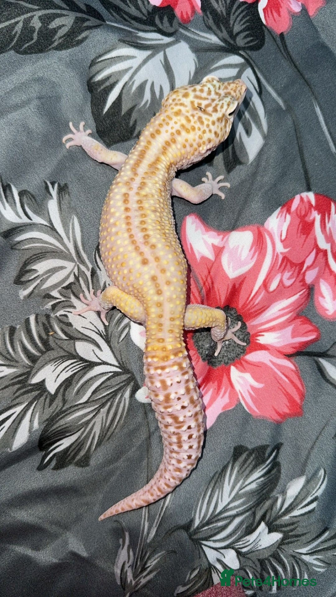 Gecko reptiles for sale: Breeding Adults Leopards and African Fat Tails  - Image 8