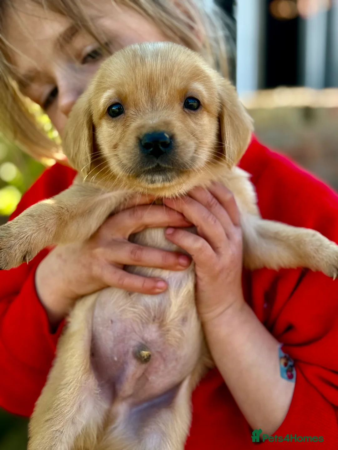 Labrador Retriever dogs for sale: Beautiful Deep Red KC Reg Labradors 5* Breeder - Advert 1