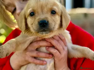 Labrador Retriever dogs Beautiful Deep Red KC Reg Labradors 5* Breeder - Advert 11