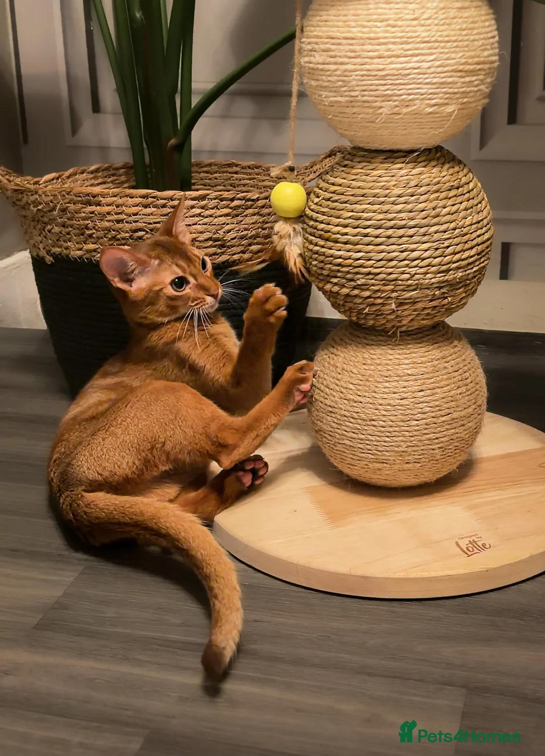 Abyssinian cats for sale: Champion Line Pedigree Abyssinian Kittens  - Advert 26