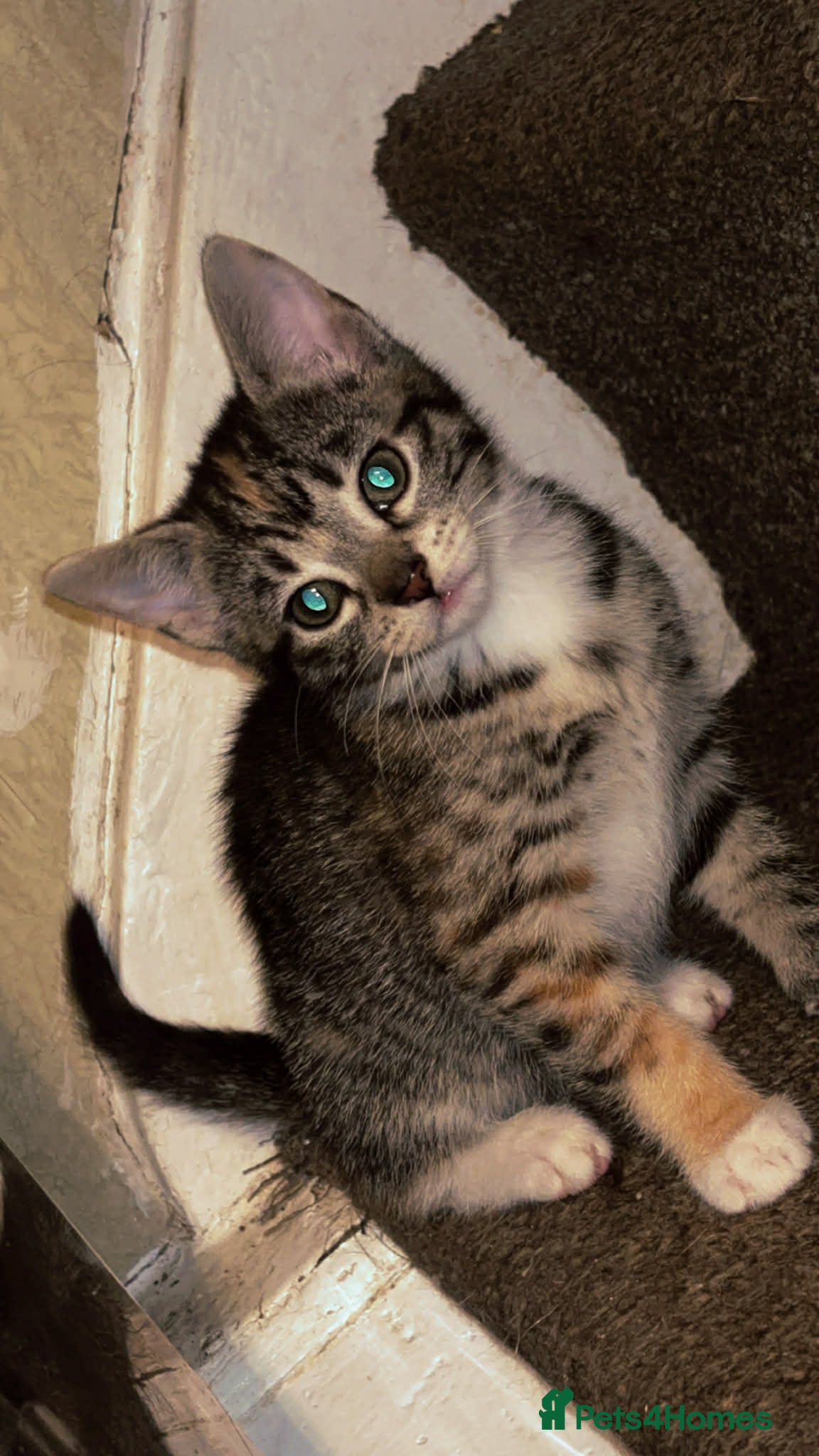 Mixed Breed cats Last gorgeous calico female kitten for sale  - Advert 17