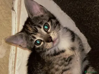 Mixed Breed cats Last gorgeous calico female kitten for sale - Advert 17