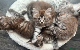 Maine Coon cats for sale: Maine Coon Kittens for Sale 4 Boys Left  - Image 8