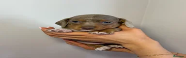Boy 2