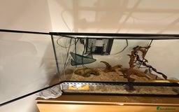 Rat Snake reptiles for sale: Yellow/ Eastern Rat Snake - Image 9