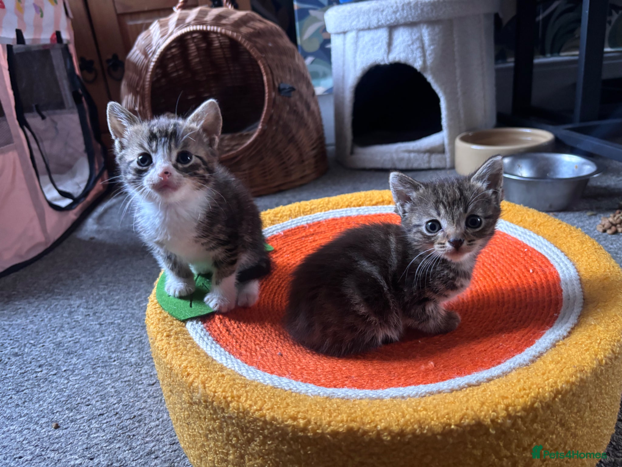 Mixed Breed cats Kittens - Advert 14