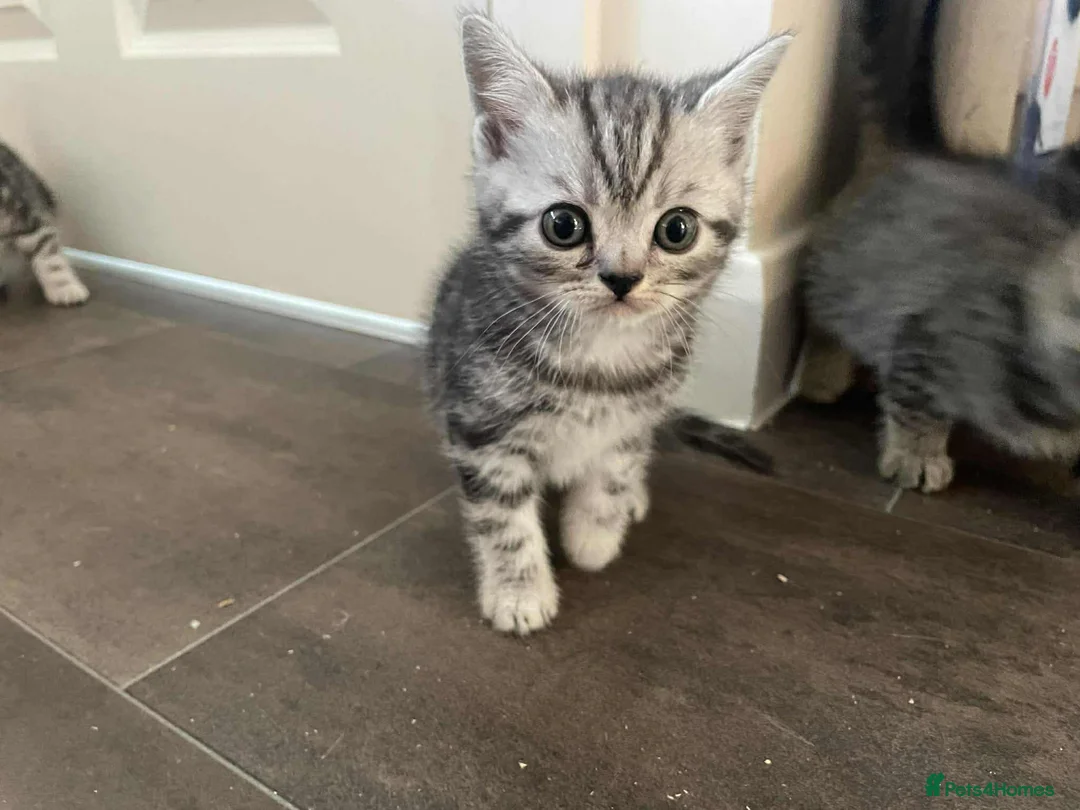 British Shorthair cats for sale: British Shorthair Silver Tabby Kittens - Advert 9