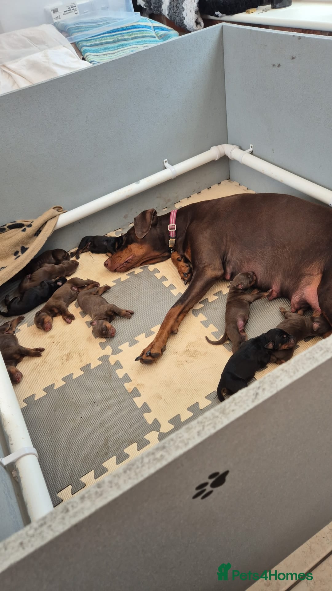 Dobermann dogs for sale: Stunning Dobermann puppies in Nottingham - Image 13