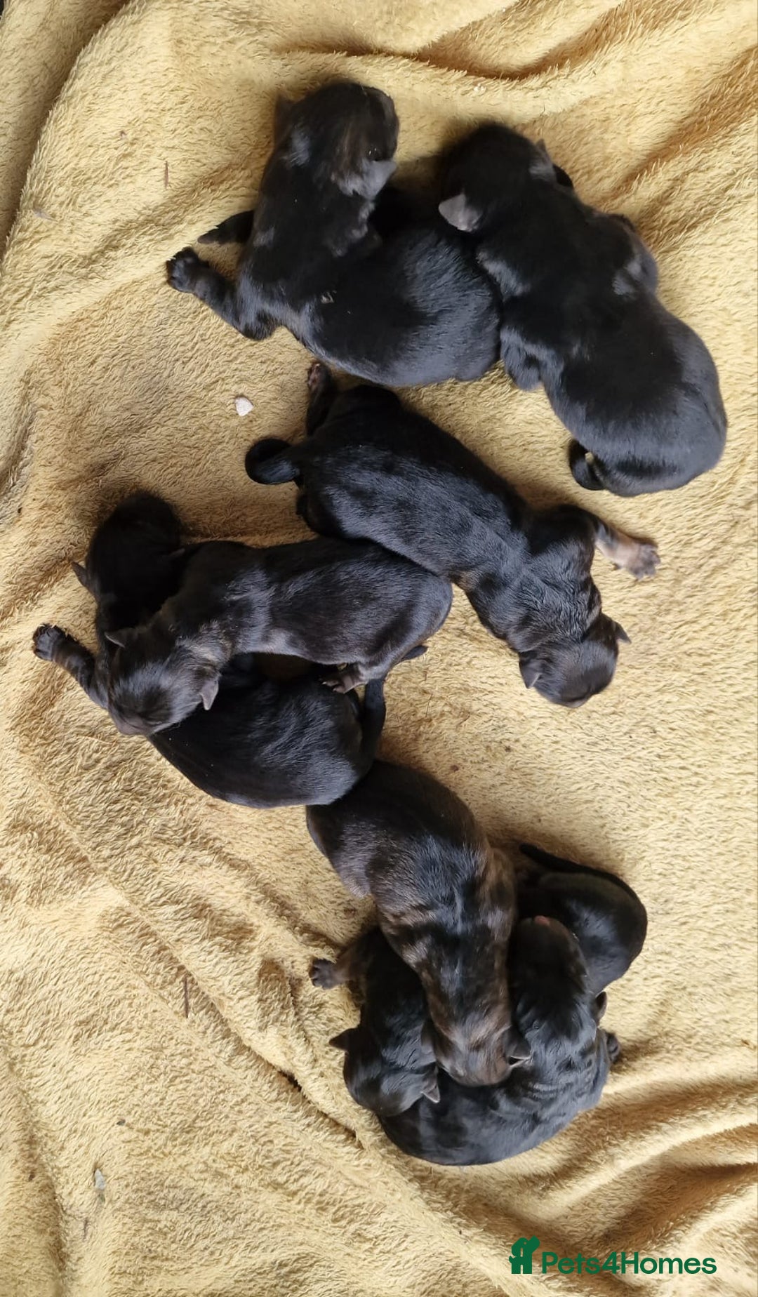 German Shepherd dogs for sale: Long-Haired Straight Back German Shepherd Puppies - Image 3