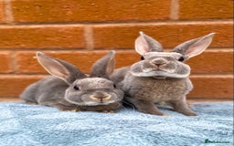 Rex rabbits for sale: Female & male mini rex rabbit kits VIENNA - Image 23