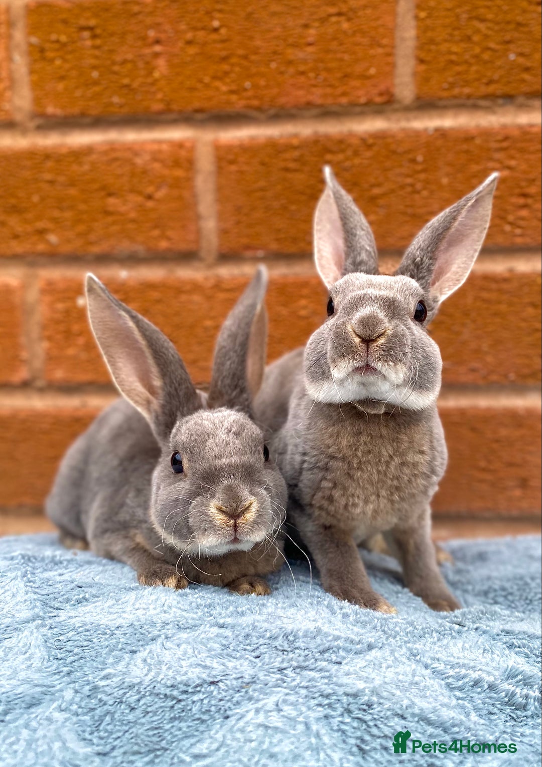 Rex rabbits for sale: Female & male mini rex rabbit kits VIENNA - Image 23