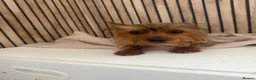 Yorkshire Terrier dogs for sale: Yorkshire terrier female  - Advert 2