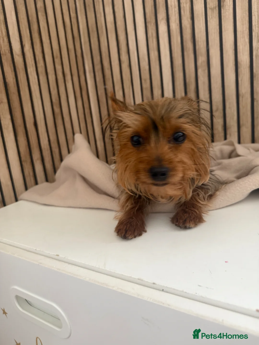 Yorkshire Terrier dogs for sale: Yorkshire terrier female  - Advert 2