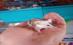 Mouse rodents for sale: Male mice  - Image 7