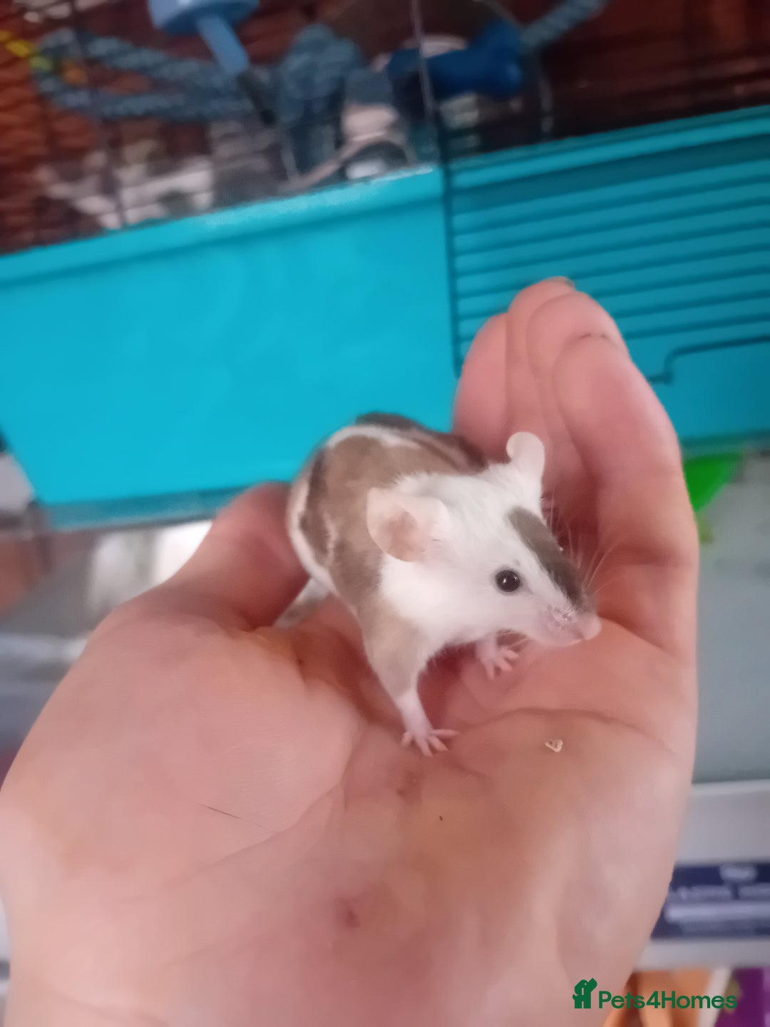 Mouse rodents for sale: Male mice  - Image 7
