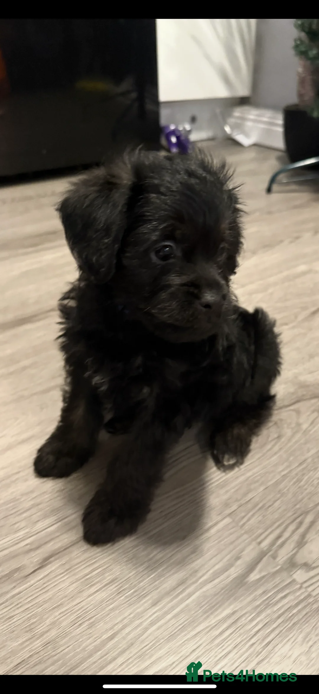 Mixed Breed dogs for sale: Beautiful shihpoo puppies - Advert 7