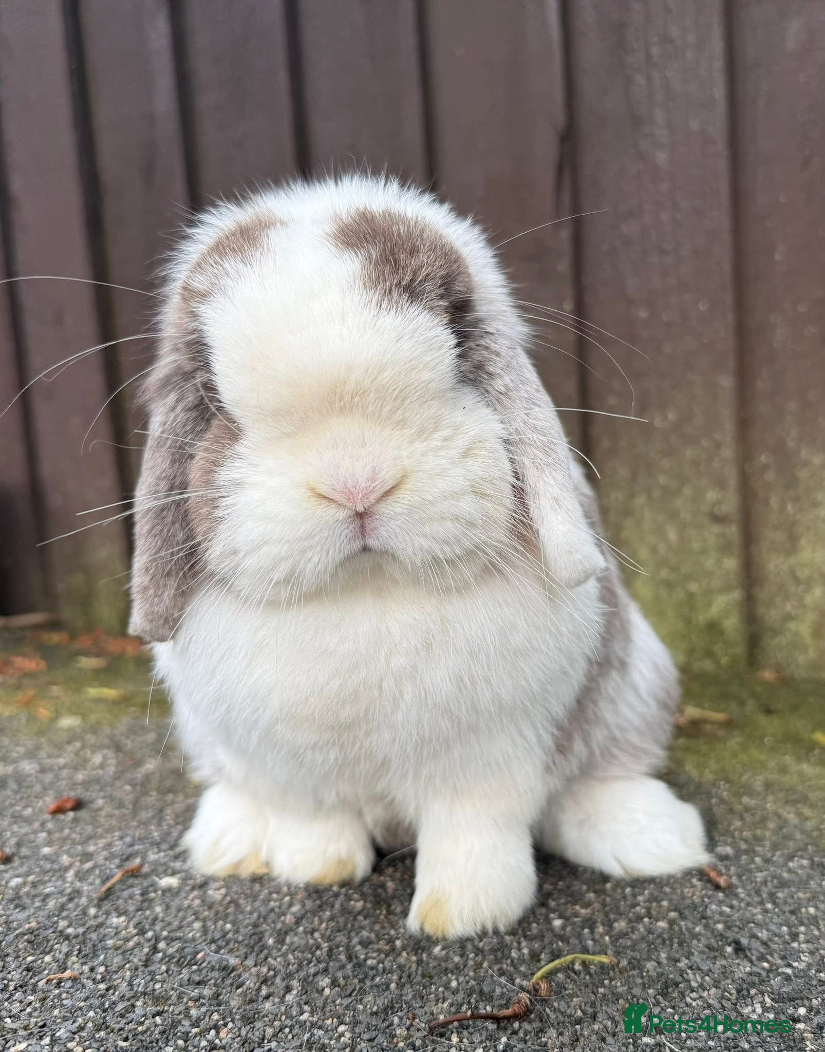 Mini Lop rabbits Mini lop doe/girl - Advert 3