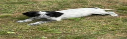 Cocker Spaniel dogs for sale: Spaniel pups  - Advert 8