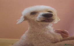 Cockapoo dogs for sale: American cockapoo  - Image 9