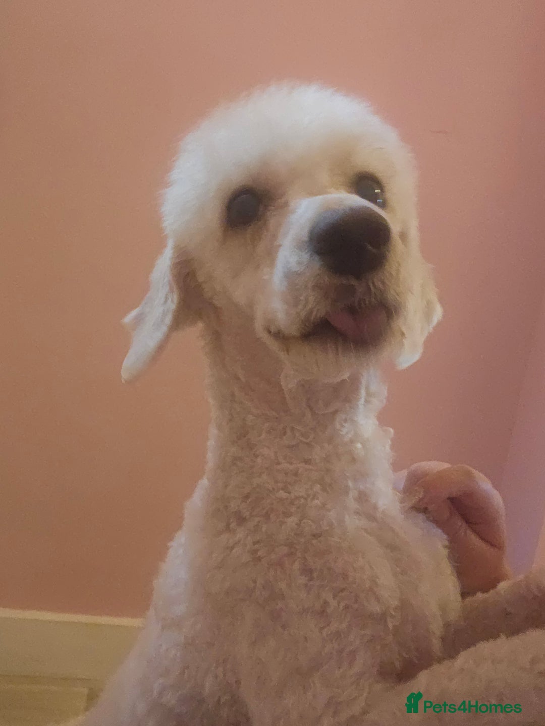 Cockapoo dogs for sale: American cockapoo  - Image 9