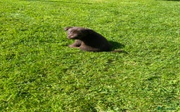 Borador dogs for sale: Lab x collie puppies  - Image 9