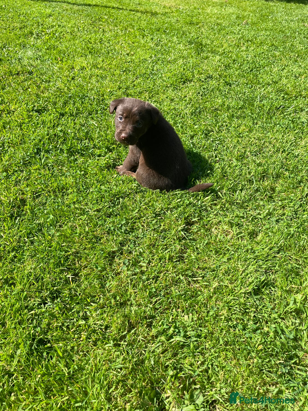 Borador dogs for sale: Lab x collie puppies  - Image 9