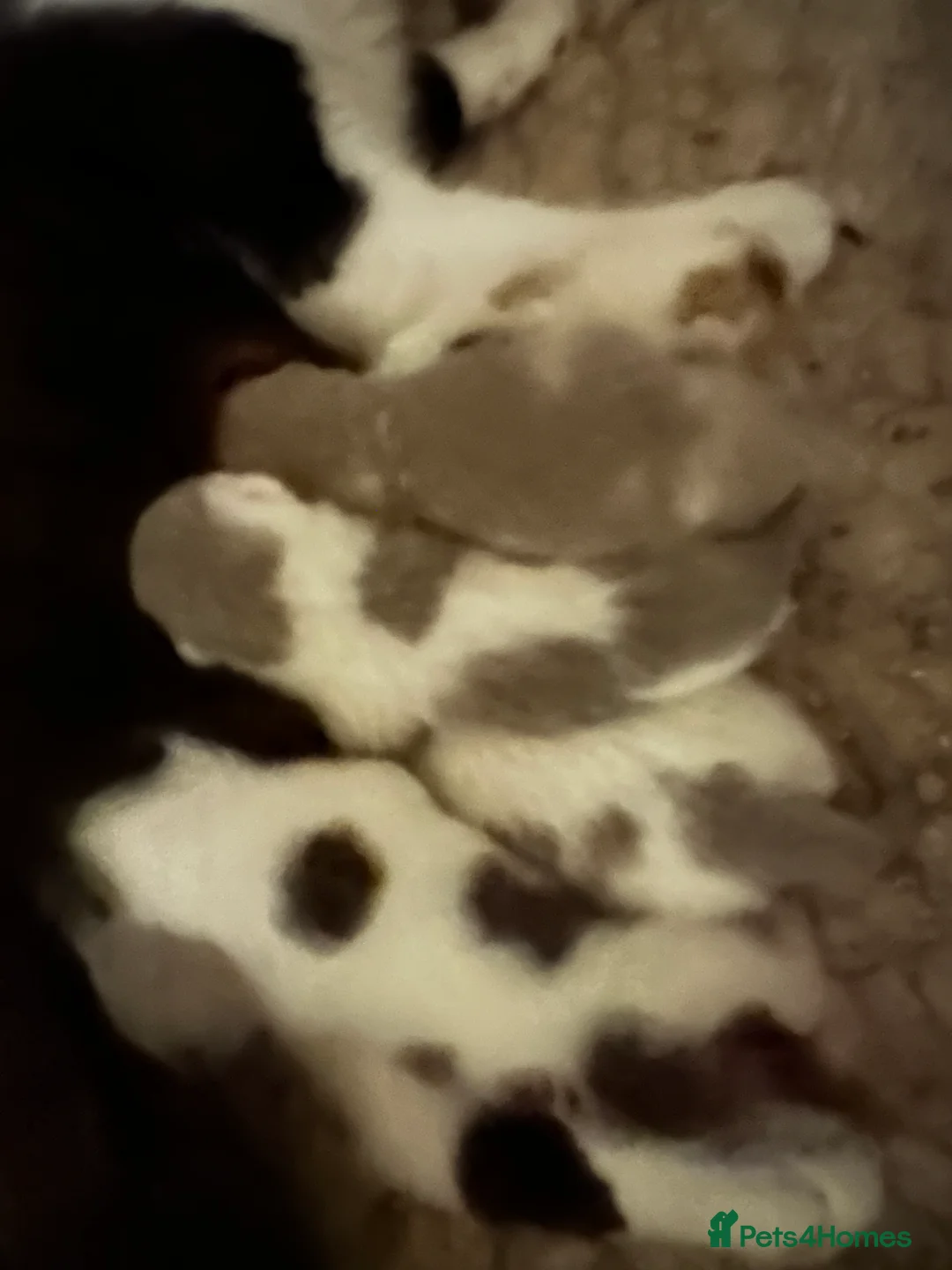 British Shorthair cats for sale: Full Pedigree Registered BSH - Advert 24